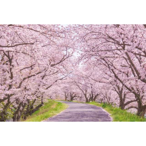It is a Hanami (cherry blossom) time in Spring.