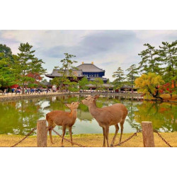 Discover the Charming Deer of Nara Park Japan