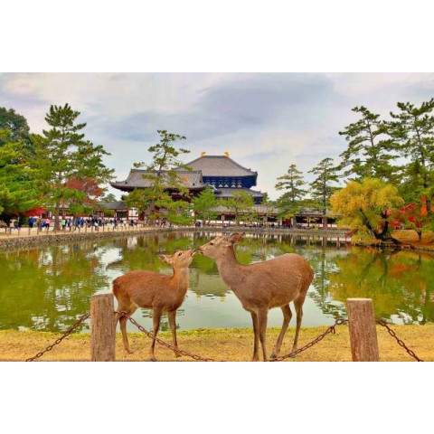 Discover the Charming Deer of Nara Park Japan