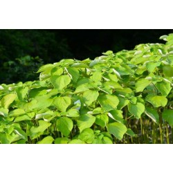 Linen vs Japanese Hemp Fabrics: A Deep Dive into Two Timeless Materials