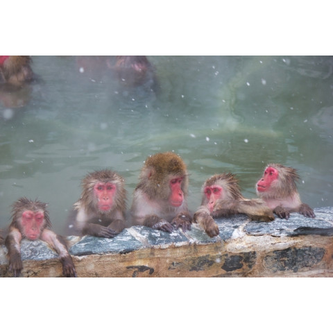 Snow Monkeys of Jigokudani: The Unique Sight of Bathing Monkeys Snow Monkeys of Jigokudani: The Unique Sight of Bathing Monkeys